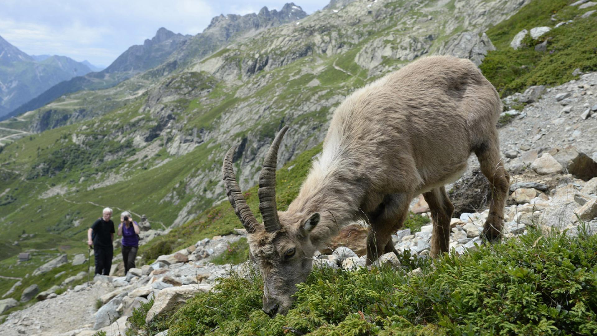 mgm-chamonix-parc-merlet.jpg