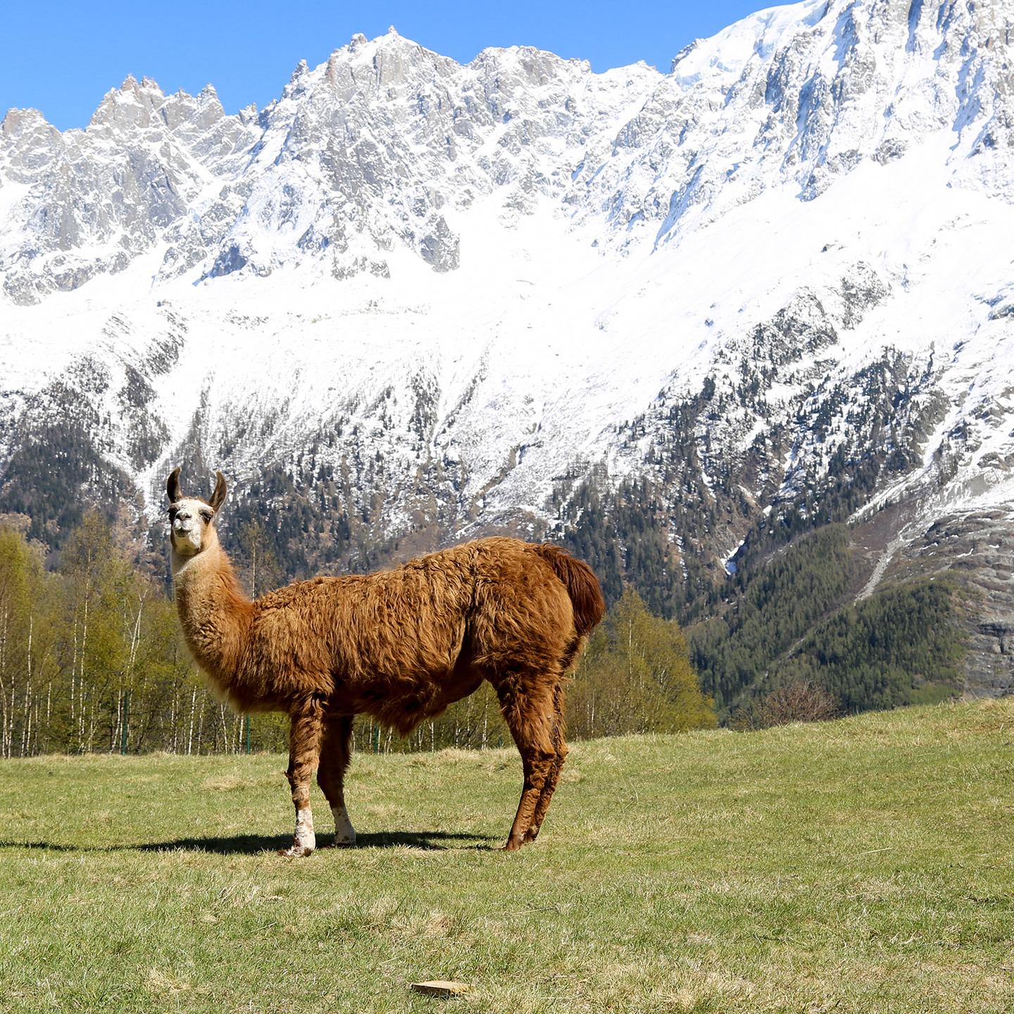 Lama au parc du Merlet