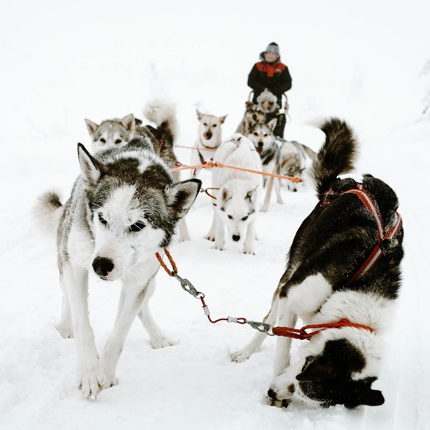 Balade en chiens de traineneaux