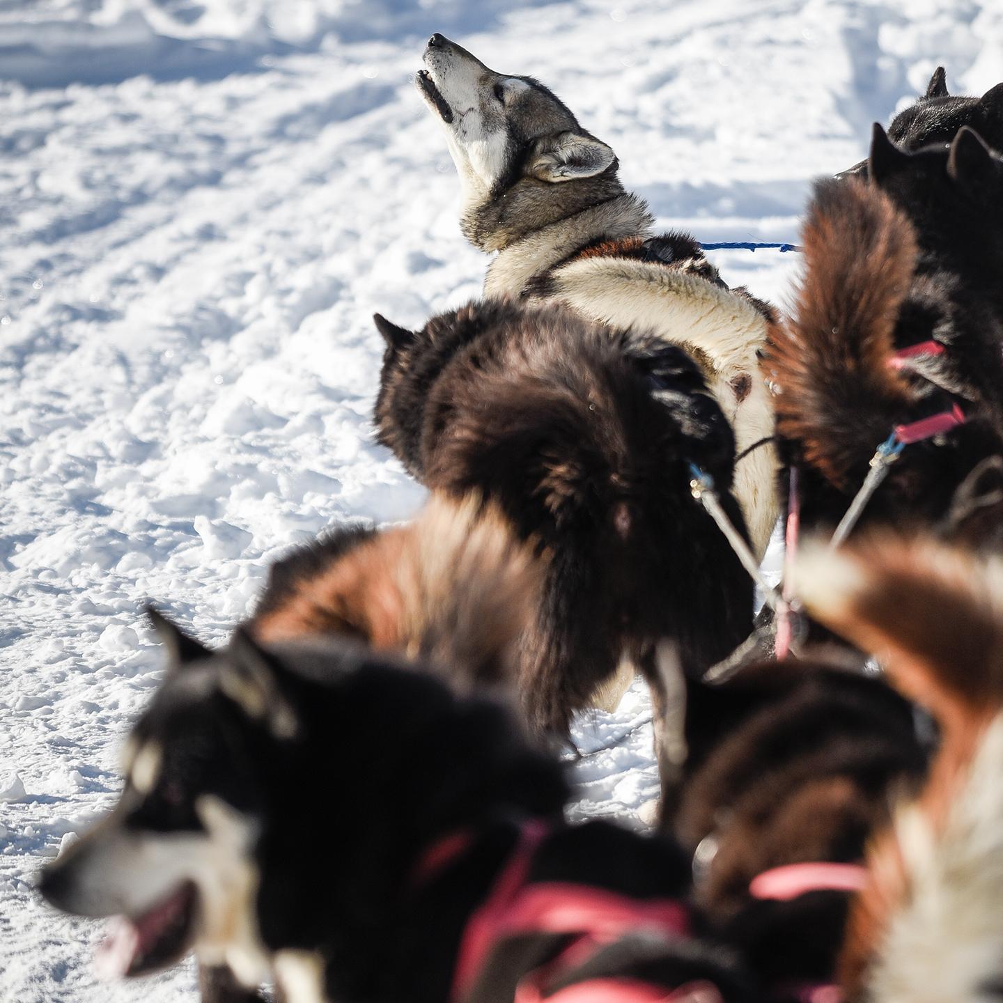 mgm-exclusivite-le-grand-bornand-ferme-de-juliette-activites-2-www.aravis.com-david-machet.jpg