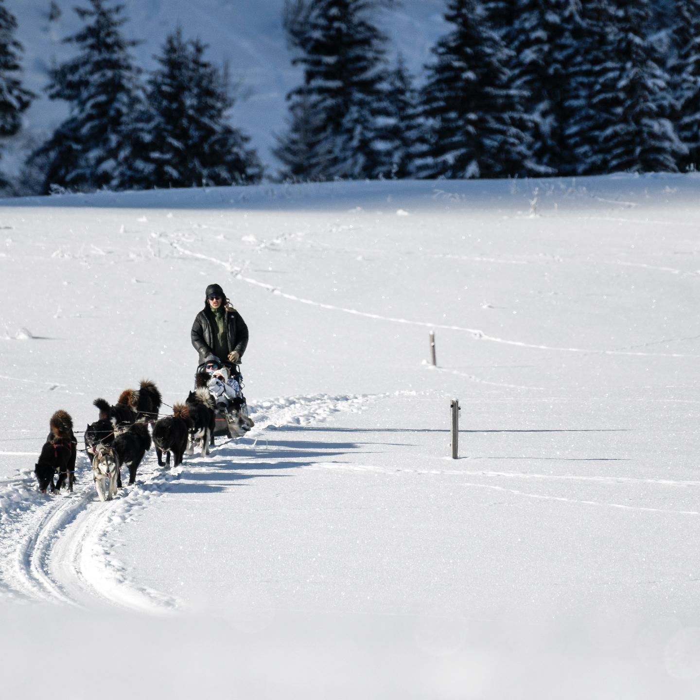 Chien de traineaux