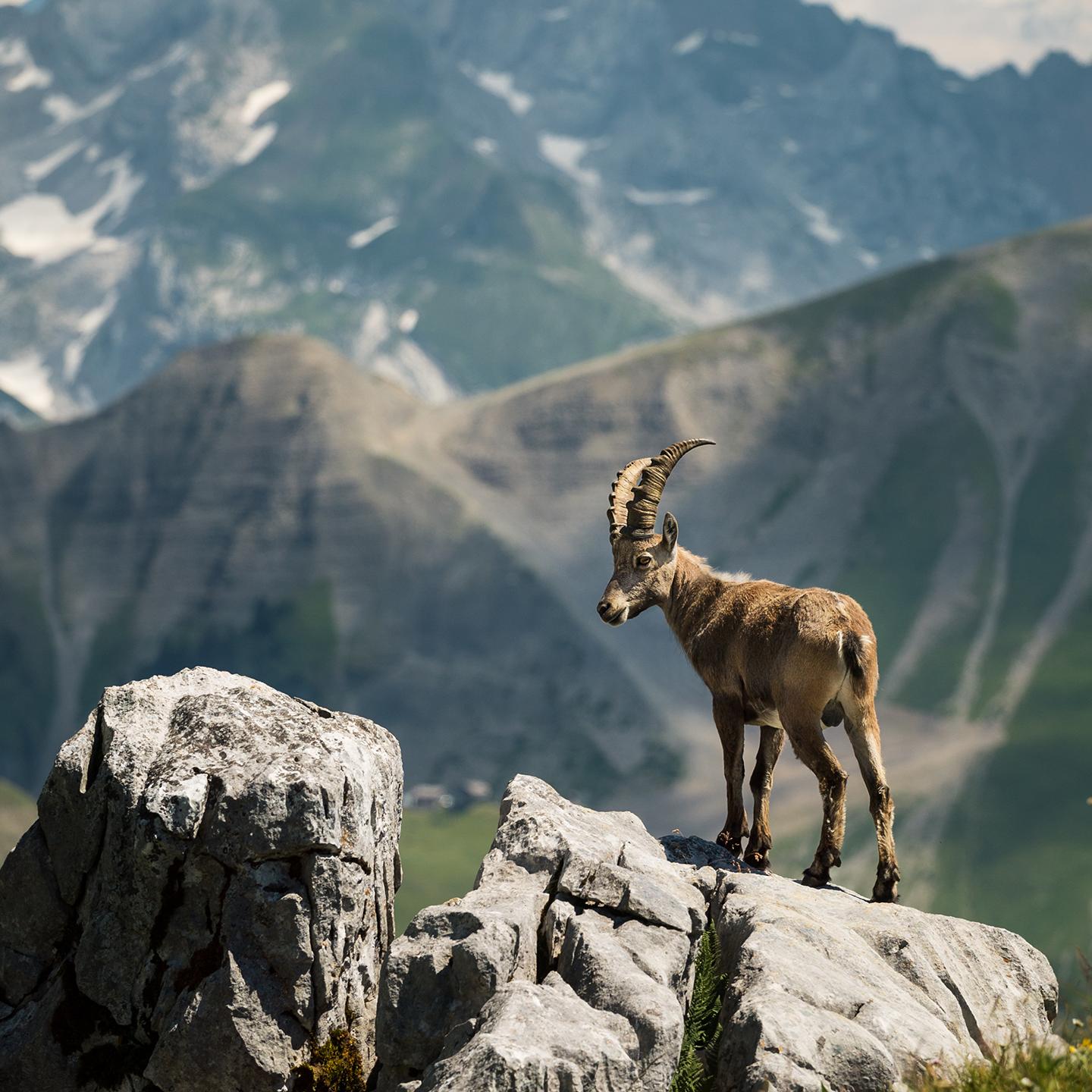 Ferme de Juliette - Le Grand-Bornand - Été - Bouquetin