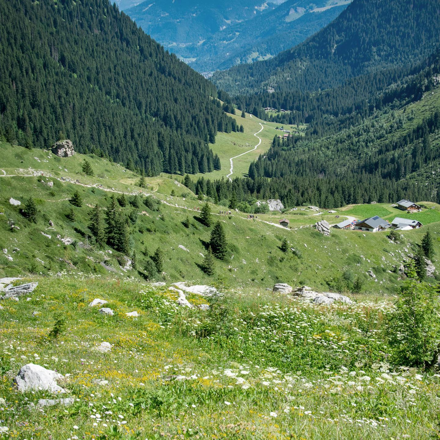 Les Contamines-Montjoie - Été - Nature