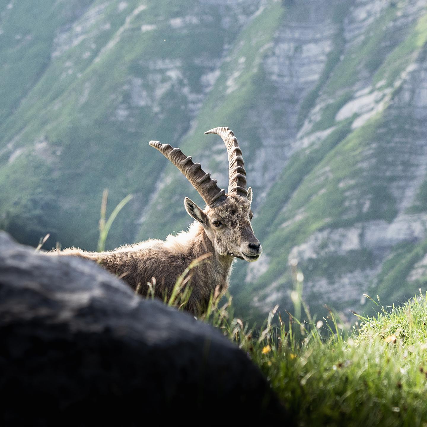 Le Grand-Bornand - Été - Bouquetin