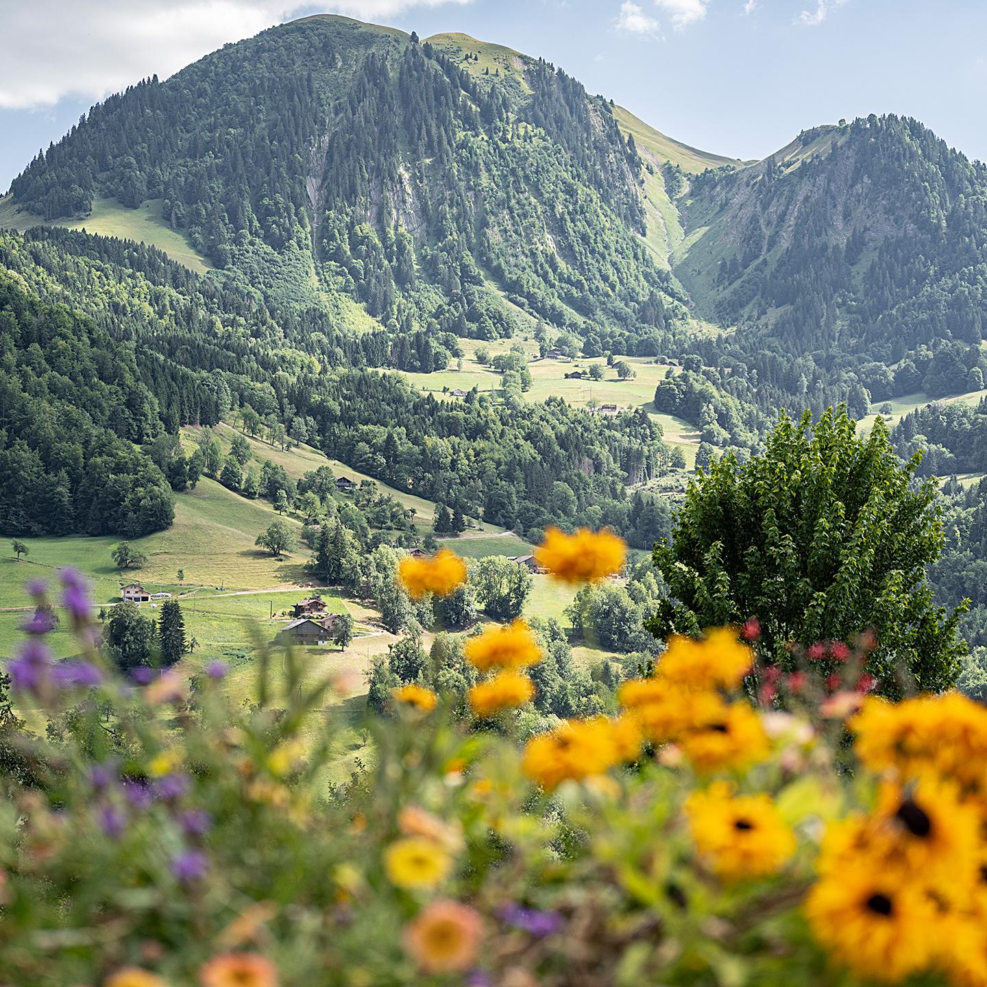 Manigod - Été - Fleurs avec en arrière plan, une montagne