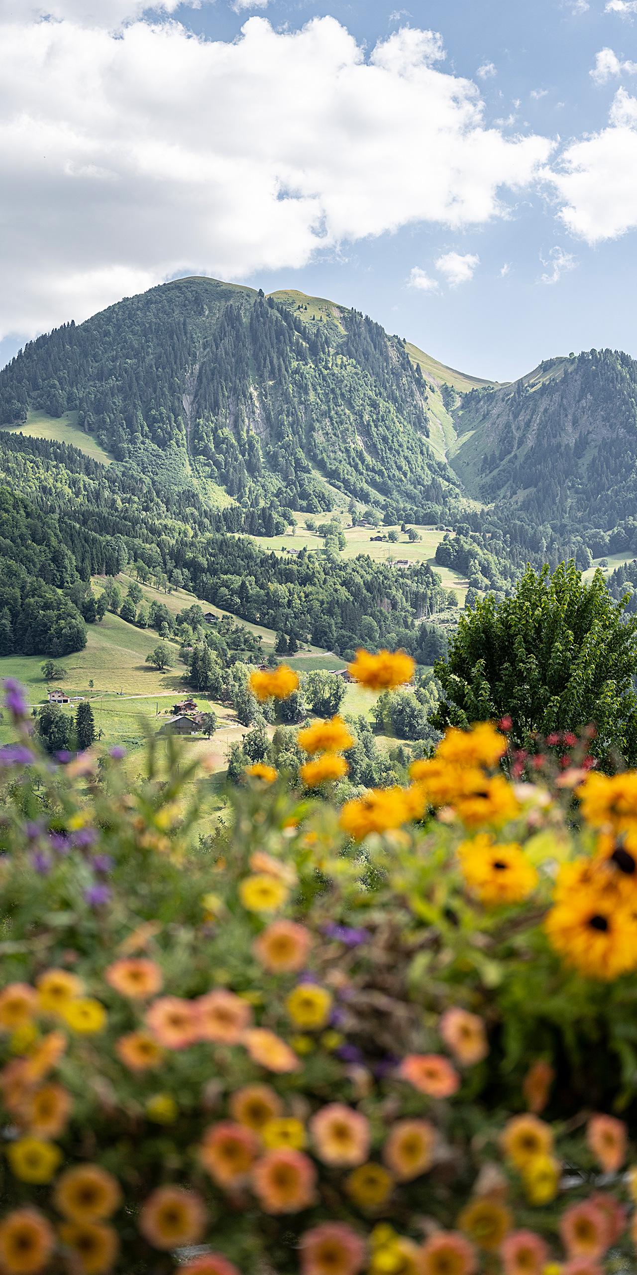 Manigod - Été - Fleurs avec en arrière plan, une montagne