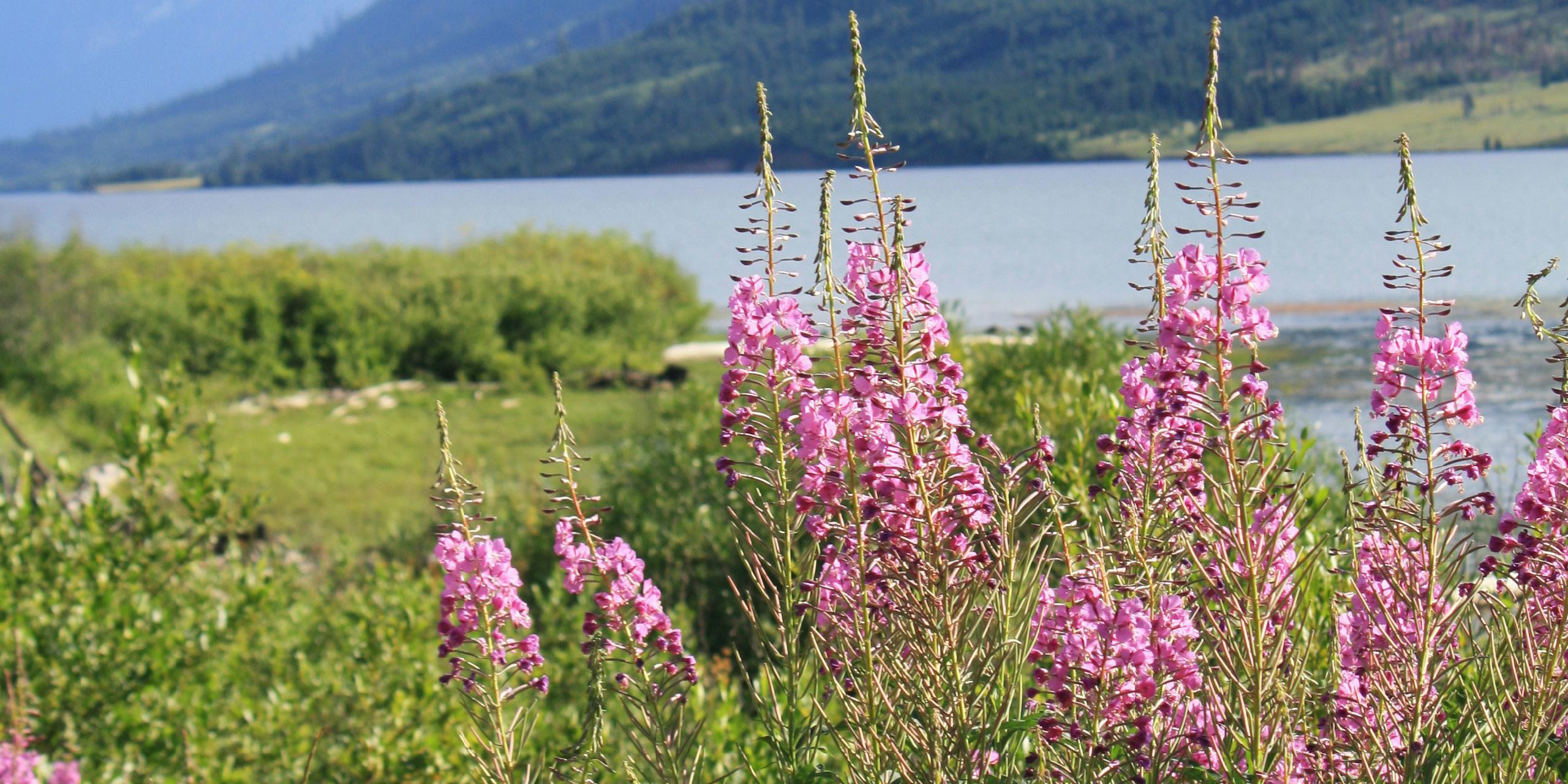 Fleurs avec un lac en arrière-plan
