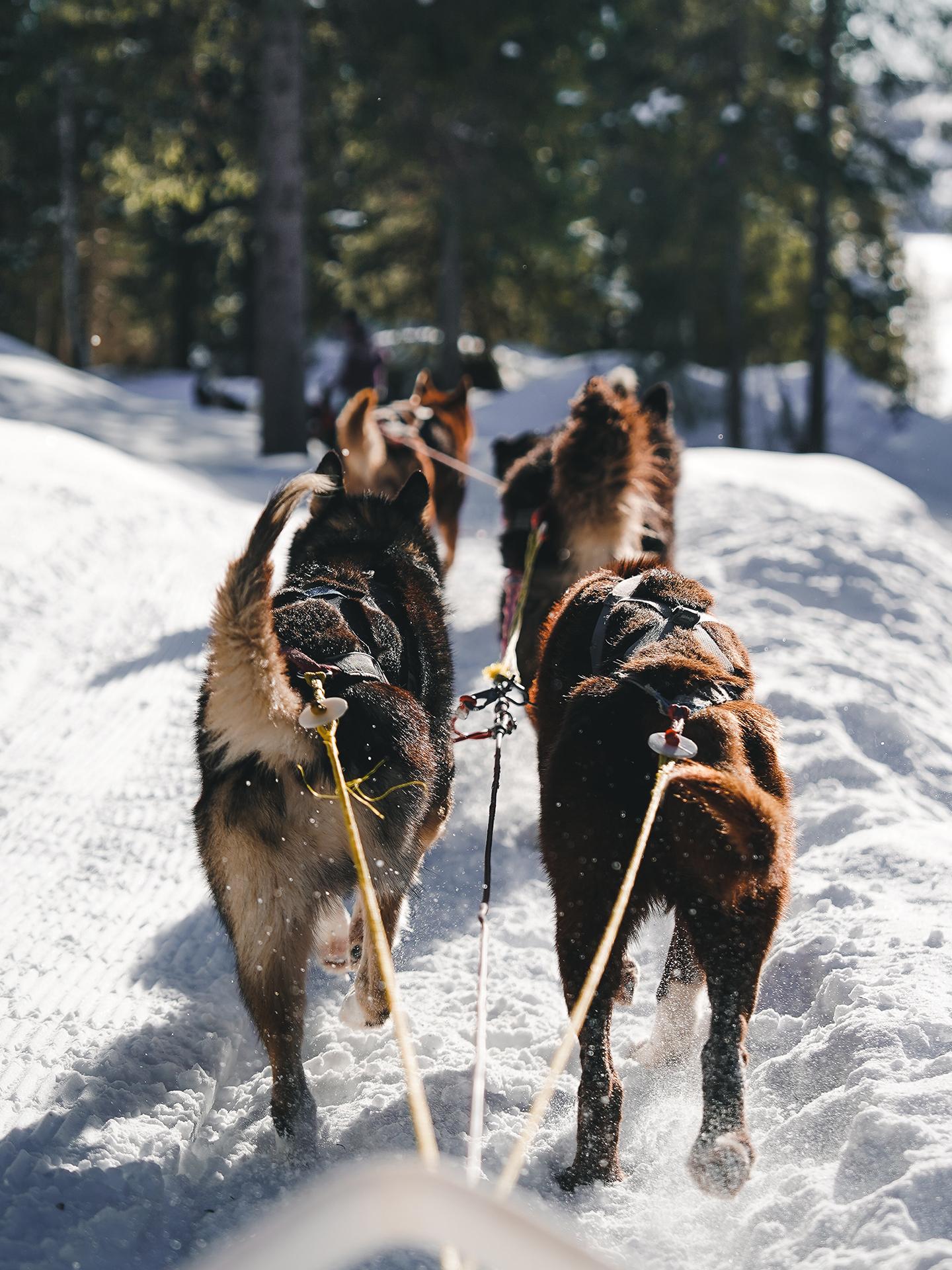 Activité - Chien traineaux - Hôtel Alexane - Samoëns - MGM Hôtels & Résidences