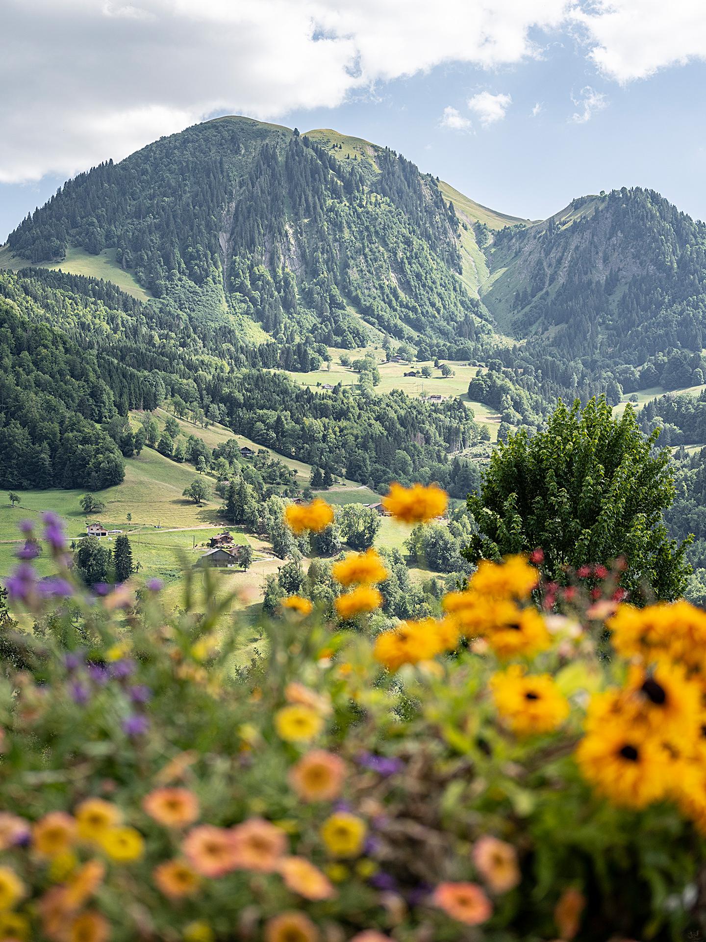 Manigod - Été - Fleurs avec en arrière plan, une montagne