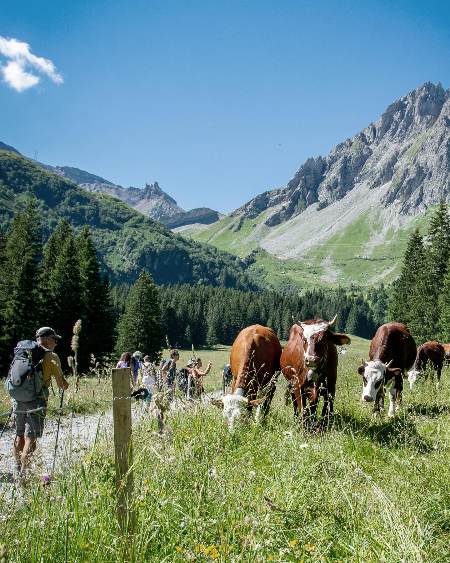 Activitéréserve naturelle - vache - faune et flore - randonnée