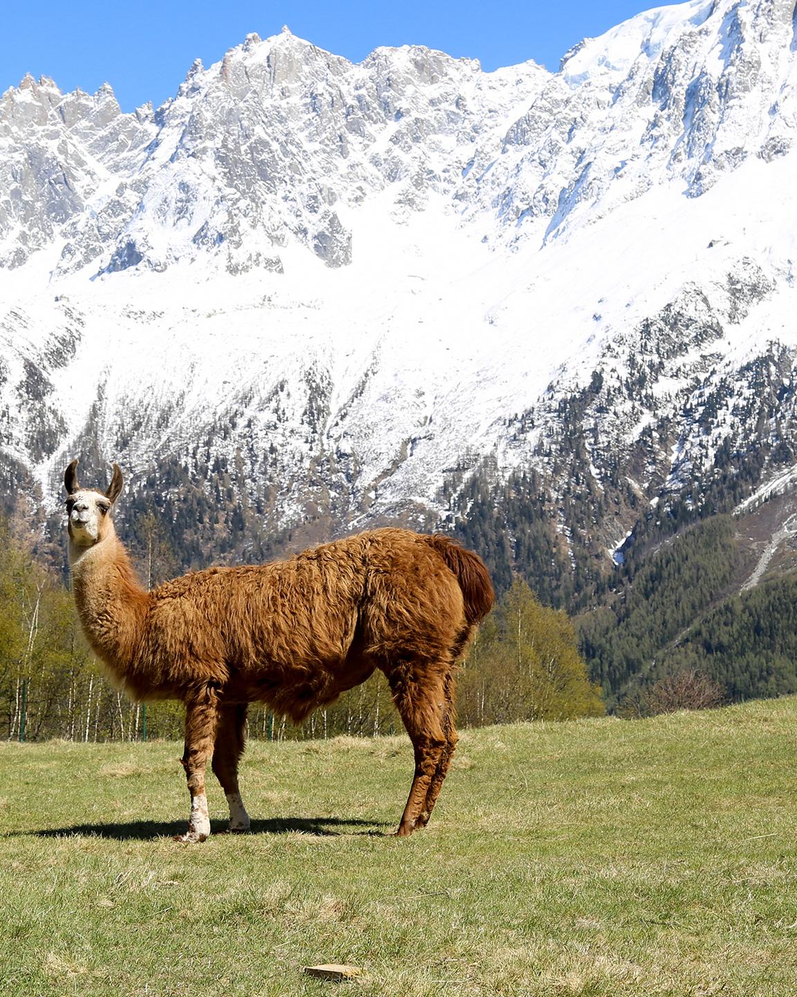 Lama au parc du Merlet