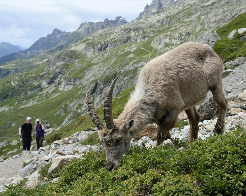 mgm-chamonix-parc-merlet.jpg