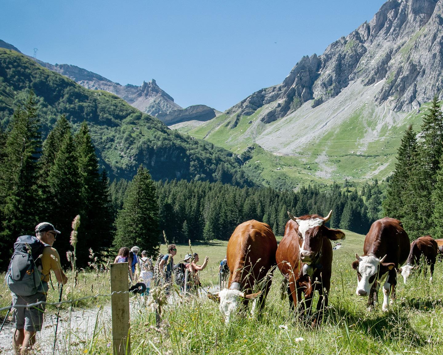 Activitéréserve naturelle - vache - faune et flore - randonnée