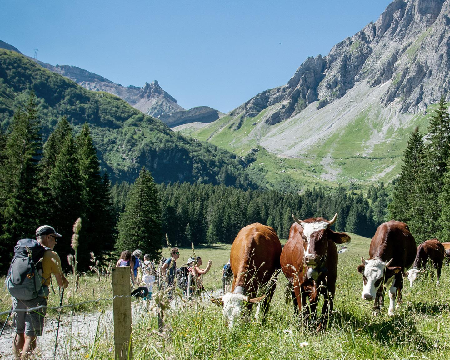 Activitéréserve naturelle - vache - faune et flore - randonnée