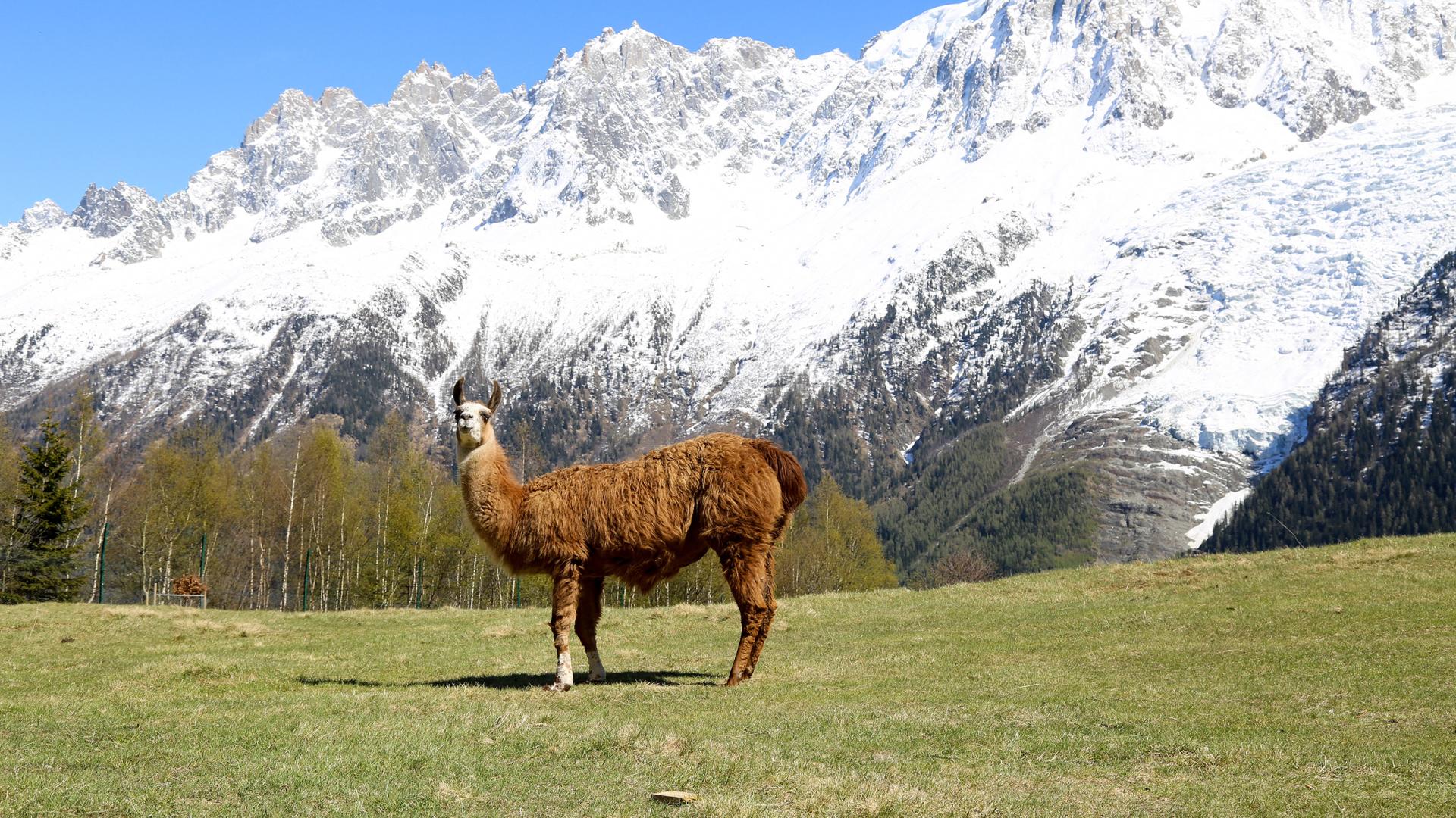 Lama au parc du Merlet
