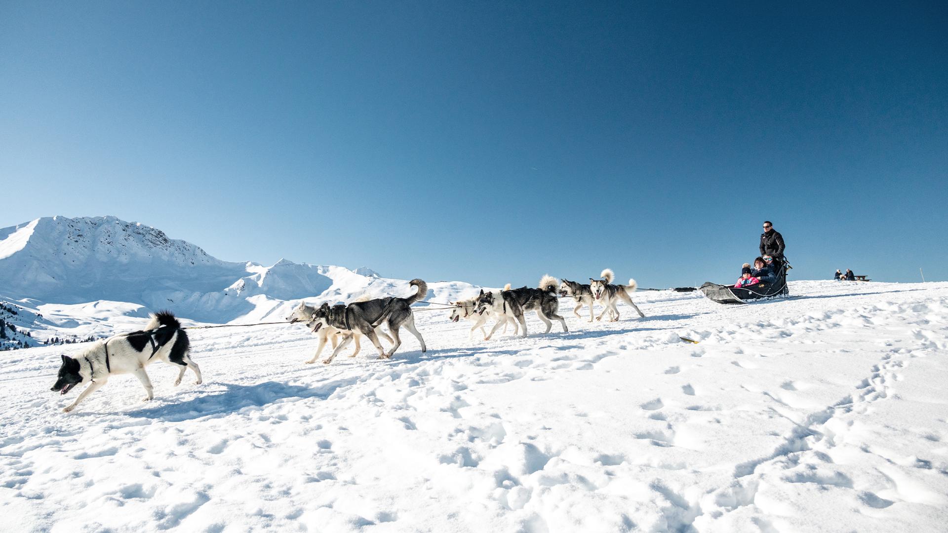 Chiens de traineaux