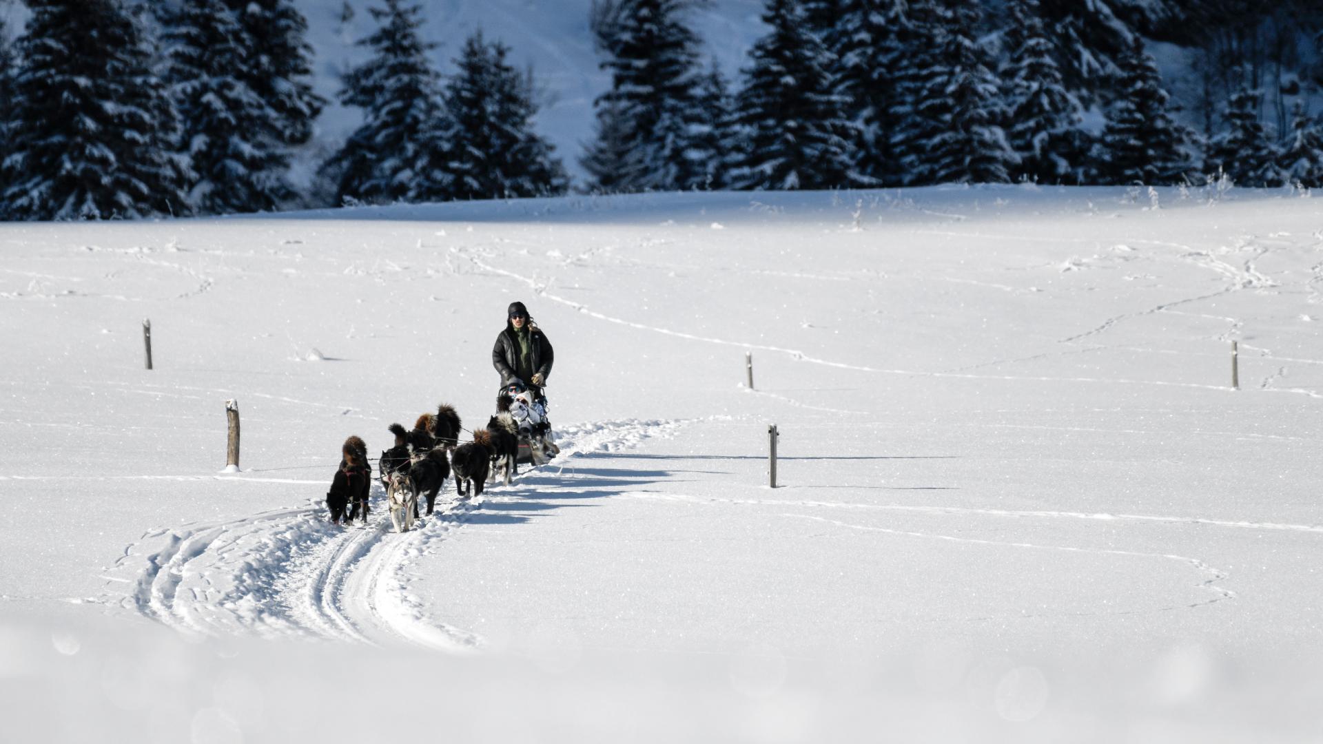 Chien de traineaux