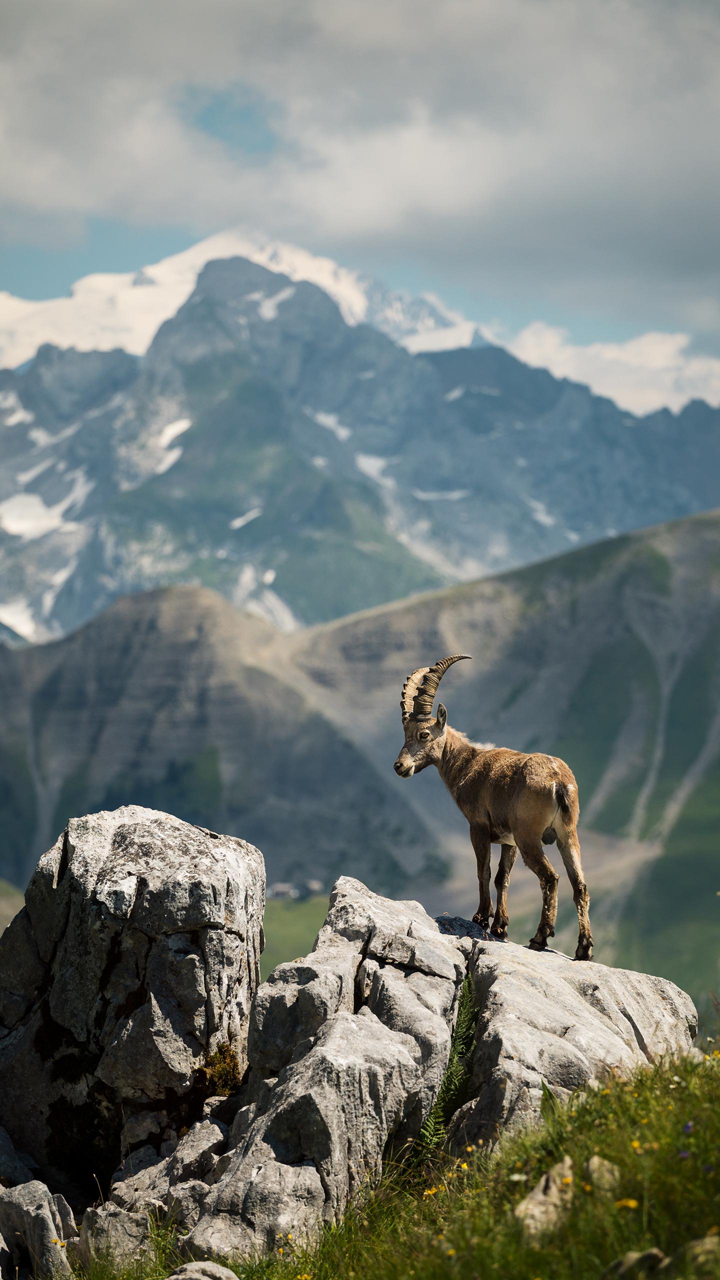 Ferme de Juliette - Le Grand-Bornand - Été - Bouquetin