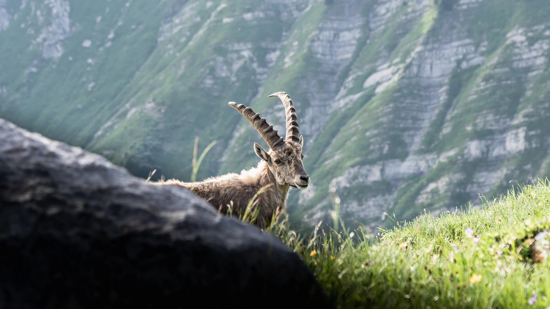 Le Grand-Bornand - Été - Bouquetin