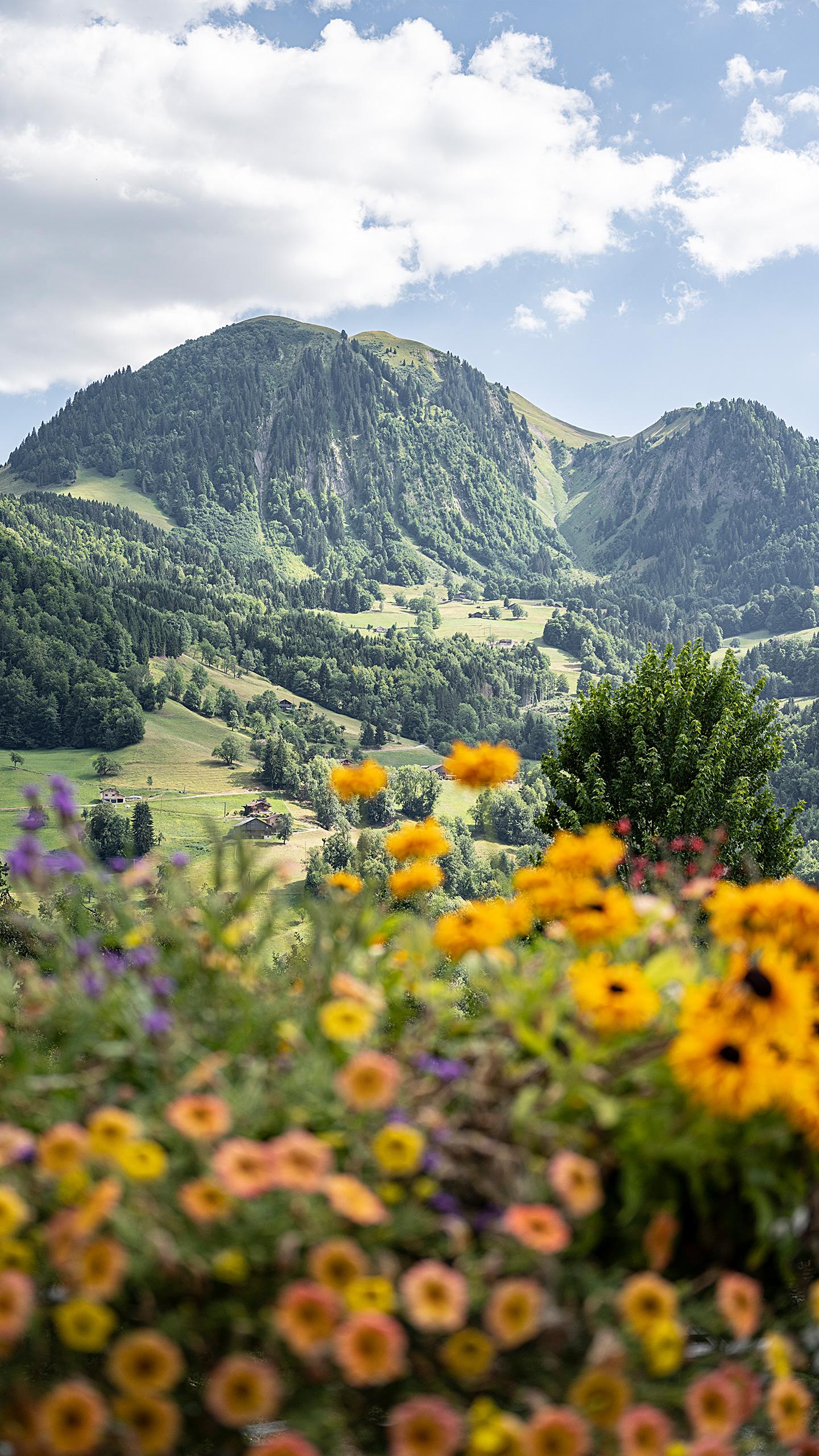 Manigod - Été - Fleurs avec en arrière plan, une montagne